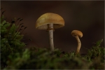 Gift-Haeubling_020.JPG