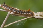 Grasglucke_oder_Trinkerin.JPG