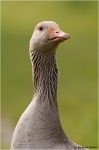 Grauer_Ganter1.jpg