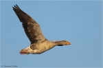 Graugans_im_Flug.JPG