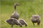 Graugansfamilie4.JPG