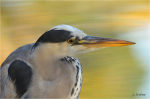 Graureiher_021_Portrait.JPG