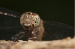 Grosse_Heidelibelle_portrait.JPG