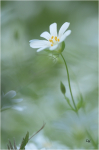 Grosse_Sternmiere_026.jpg