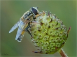 Grosse_Sumpfschwebfliege_020.JPG