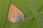 Grosser_Feuerfalter_m019.JPG