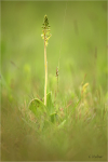 Grosses_Zweiblatt_021a.JPG