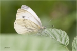 Gruenader-Weissling018.JPG