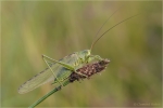 Gruenes_Heupferd3.JPG