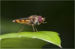 Hainschwebfliege1.JPG