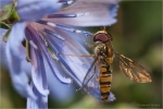 Hainschwebfliege3.JPG