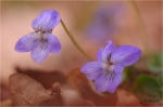 Hainveichen_020.JPG