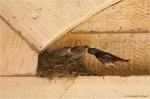 Hausrotschwanz_am_Nest.JPG