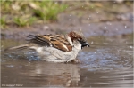 Haussperling_m7.JPG