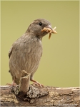 Haussperling_w2.JPG