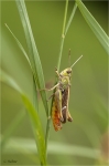Heidegrashuepfer_w.jpg