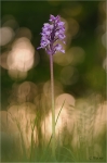 Helmknabenkraut_020a.JPG