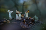 Herbst-Lorcheln_024.JPG