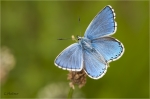 Himmelblauer_Blaeuling_m.JPG
