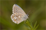 Himmelblauer_Blaeuling_m2.jpg