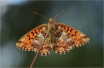Hochmoor-Perlmutterfalter.jpg