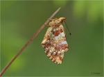 Hochmoor-Perlmutterfalter_a.JPG