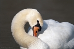 Hoeckerschwan4.JPG