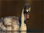 Hoeckerschwan_Kj2__019~0.JPG