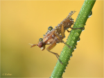 Hornfliege_Limnia_unguicornis.JPG