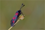 Hornklee-Widderchen.JPG