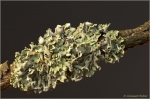Hypogymnia_tubulosa1.JPG