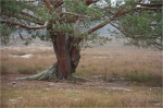 Kiefer_in_der_Mehlinger_Heide.JPG