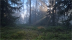 Kiefern-Fichtenwald.JPG