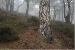 Kiefernwald6.jpg