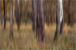 Kiefernwald8.JPG