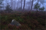 Kiefernwald_mit_Besenheide.jpg