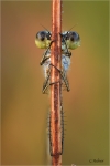 Kleine_Binsenjungfer_w_020i.JPG