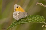 Kleines_Wiesenvoegelchen_018a.JPG