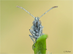 Kleines_Wiesenvoegelchen_022a.jpg