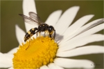 Knotenwespe_sp_.JPG
