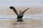 Kormoran12.JPG