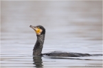 Kormoran14.JPG