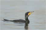Kormoran15.JPG