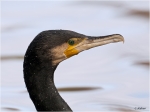 Kormoran_-_wie_porzellan.JPG