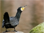 Kormoran_ad8.JPG