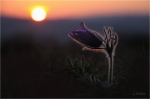 Kuhschelle_Sonnenuntergang.JPG