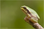 Laubfrosch5.JPG