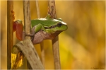 Laubfrosch6.jpg
