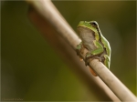 Laubfrosch__Schilfhalm.JPG