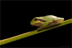 Laubfrosch_im_gegenlicht.jpg